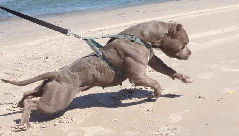 Cho pitbull co song sot mot tuan neu duoc dua vao thao nguyen chau Phi?-Hinh-2