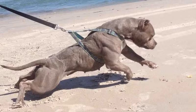 Cho pitbull co song sot mot tuan neu duoc dua vao thao nguyen chau Phi?-Hinh-2