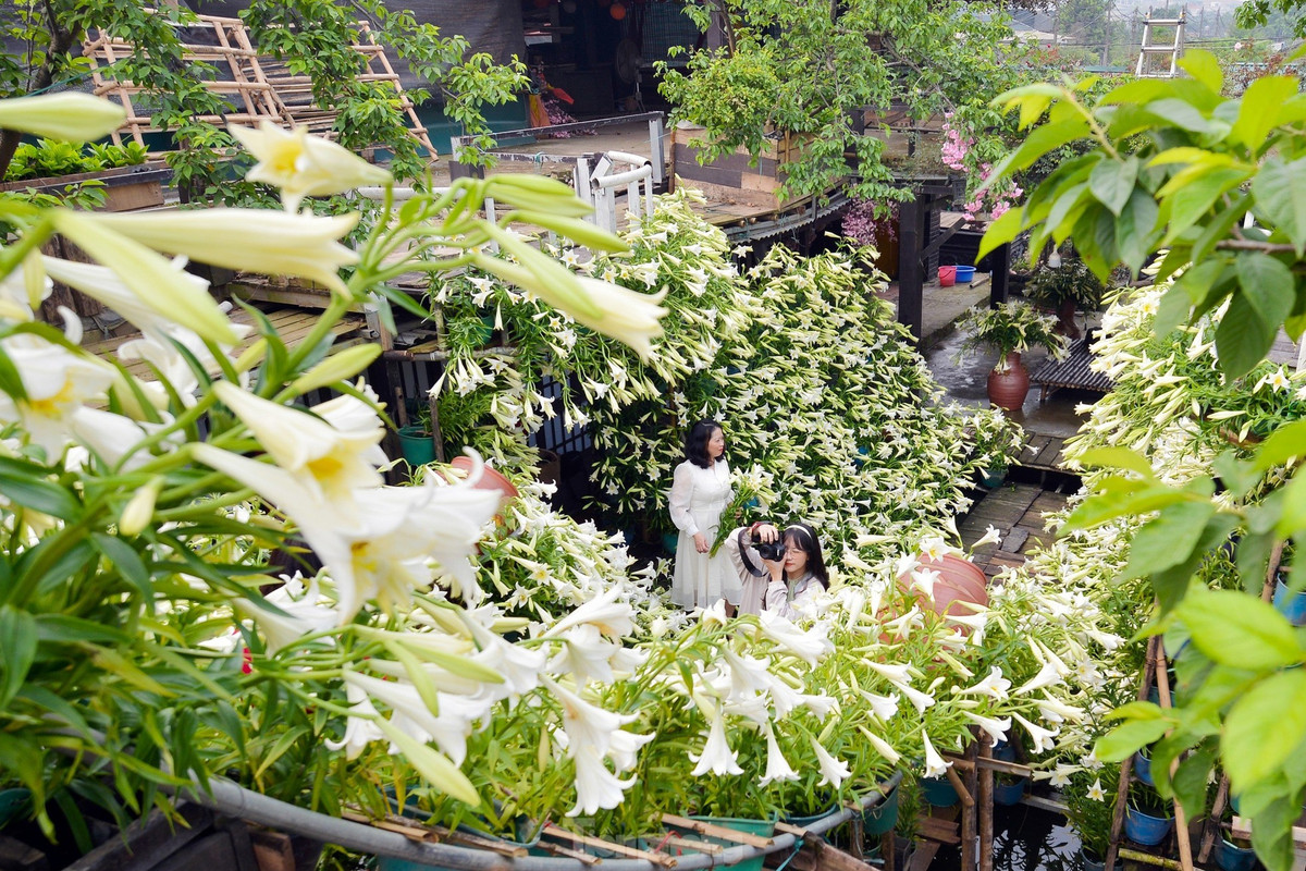 Không nồng nàn như hoa sữa cũng không rực rỡ cả khoảng trời như hoa gạo đỏ, hoa loa kèn mang nét dịu dàng và vẻ đẹp tinh khiết rất riêng.