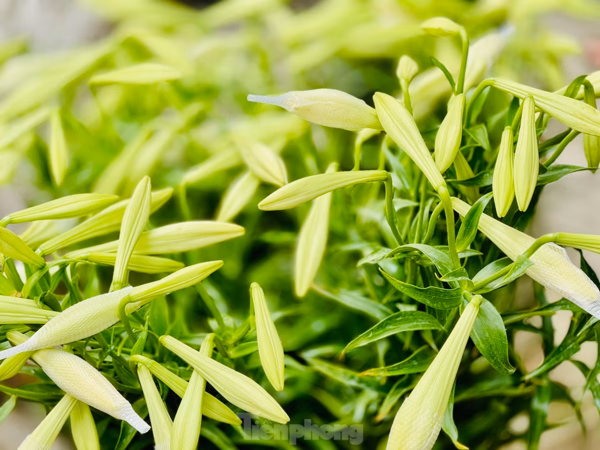 Đường phố Hà Nội những ngày này được tô điểm thêm vẻ đẹp nhẹ nhàng với màu trắng tinh khôi của hoa loa kèn. Những gánh hàng hoa nơi góc phố như gọi tháng Tư về.