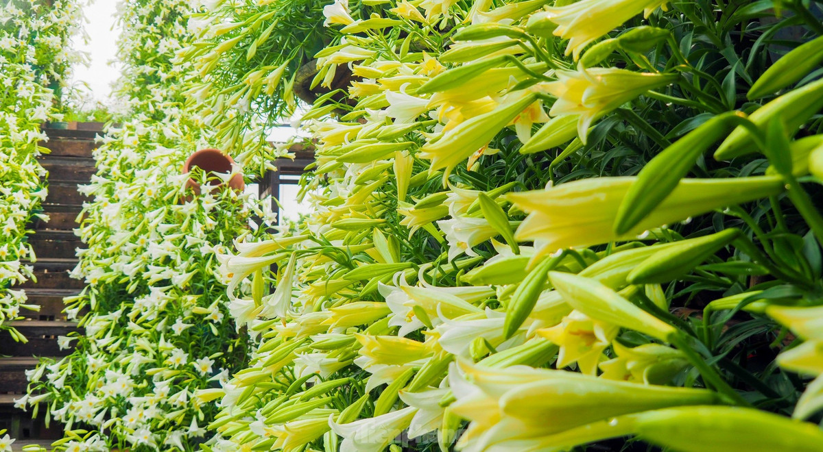 Hoa loa kèn còn có tên gọi khác là hoa bách hợp, hoa huệ tây, được xem là một trong những loài hoa đặc trưng của Hà Nội được nhiều người ưa chuộng.