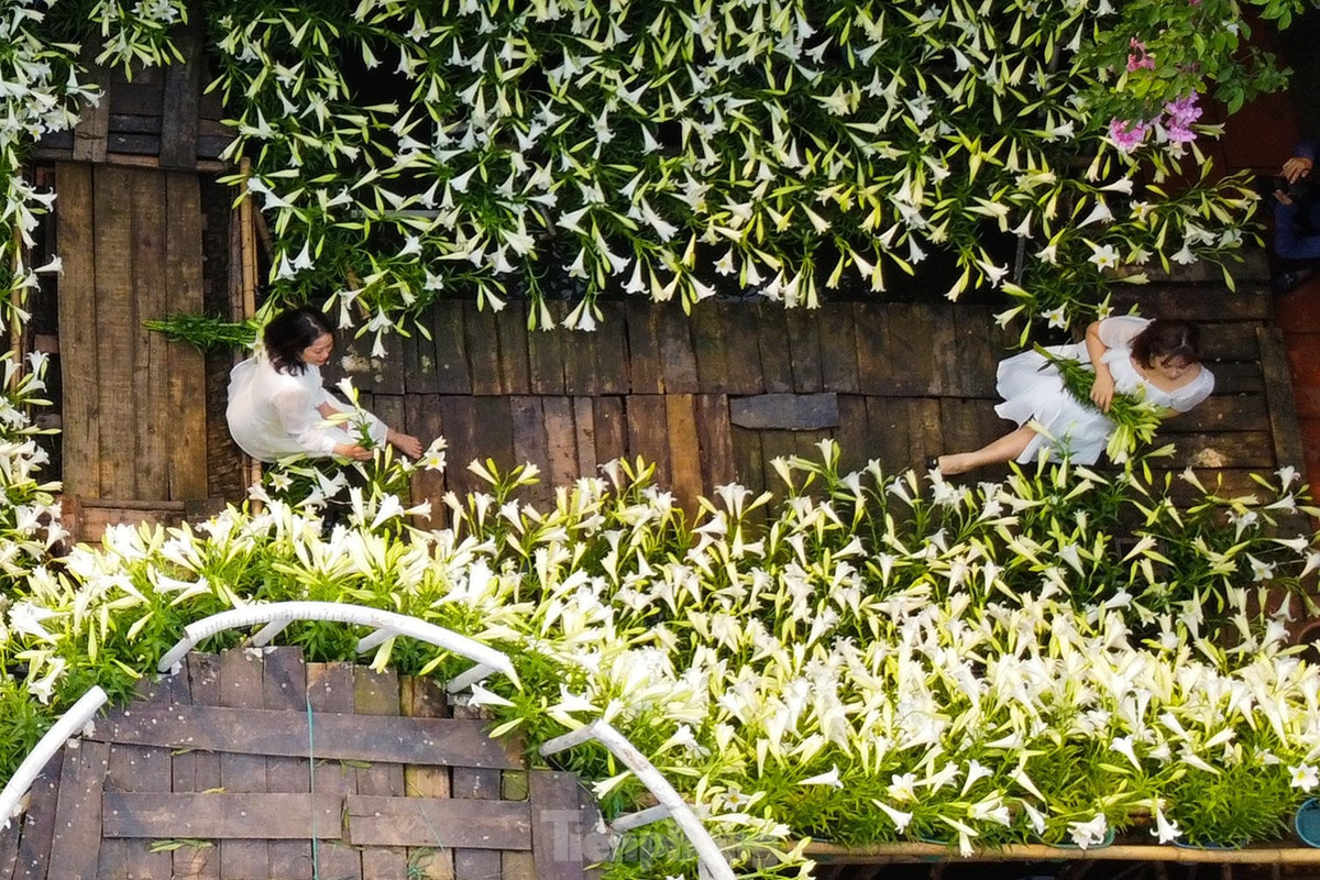 Loa kèn được mệnh danh "nữ hoàng tháng tư" còn tượng trưng cho hình ảnh người phụ nữ Hà Nội với nét đẹp thanh tao, tinh tế, nhẹ nhàng.