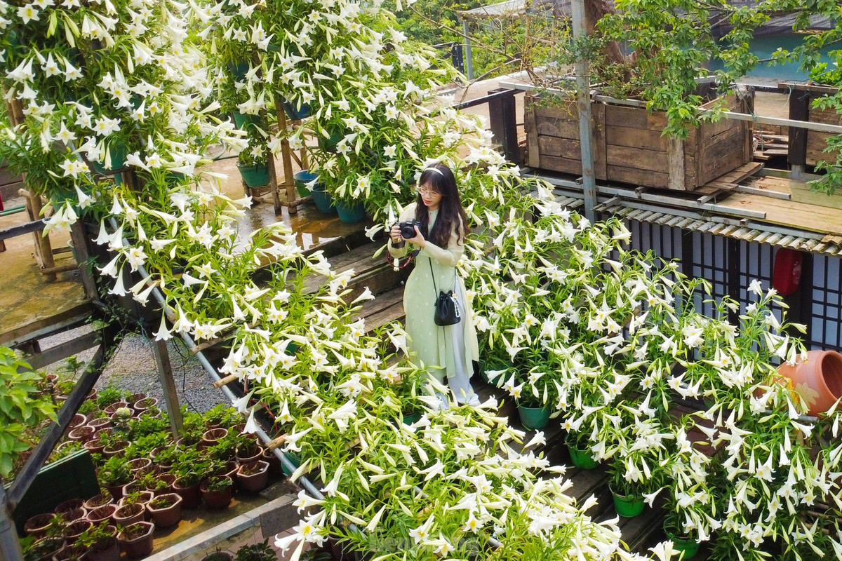 Nhiều điểm tham quan, quán cà phê trang trí cả nghìn bông loa kèn tạo điểm nhấn thu hút du khách.