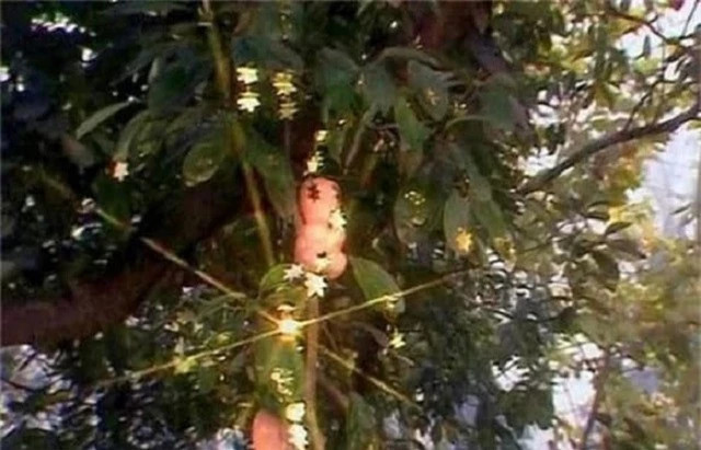 Bí ẩn về cây nhân sâm ở Ngũ Trang Quán trong Tây Du Ký Bi an ve cay nhan sam o Ngu Trang Quan trong Tay Du Ky