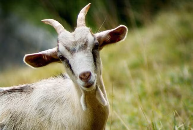  Đây được xem là giai đoạn để tuổi Mùi bứt phá để đạt đến thành công. Bản mệnh sẽ gặt hái được nhiều thành quả tốt đẹp, xứng đáng với công sức mà mình đã bỏ ra bấy lâu nay. 