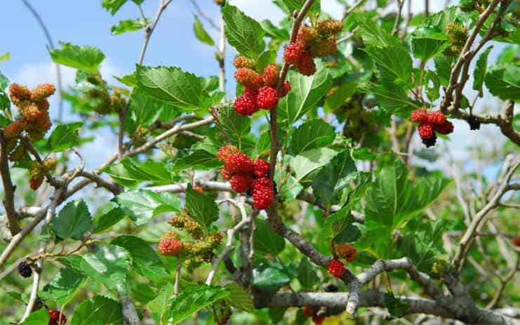  Tuy nhiên, từ góc độ ngôn ngữ, trong tiếng Hán cổ, từ "Dâu" có cách phát âm tương tự như từ "Tang", liên quan đến cái chết và tang thương. Do đó, việc trồng cây dâu tằm có thể được liên kết với những ý nghĩa không may mắn, biểu thị sự mất mát và nỗi buồn, điều mà hầu hết mọi người đều muốn tránh xa khỏi ngôi nhà của họ.