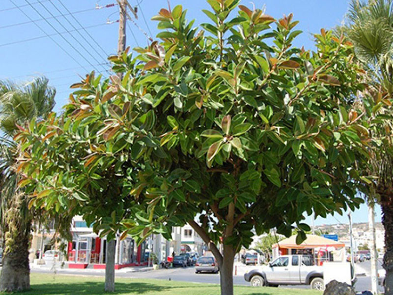  Cây đa: Ngay từ thời cổ, cây đa đã được tôn kính như một loại cây có tính chất thiêng liêng. Thường thấy cây đa được chọn làm điểm trung tâm trong các đền miếu hoặc ngay tại cửa ngõ làng xã như một nơi cho các vị thần an vị và thống trị.