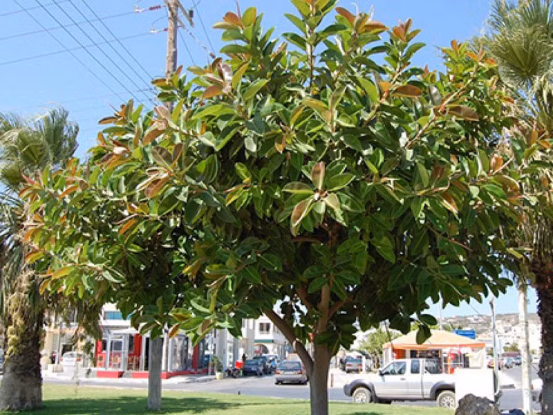  Cây đa: Ngay từ thời cổ, cây đa đã được tôn kính như một loại cây có tính chất thiêng liêng. Thường thấy cây đa được chọn làm điểm trung tâm trong các đền miếu hoặc ngay tại cửa ngõ làng xã như một nơi cho các vị thần an vị và thống trị.