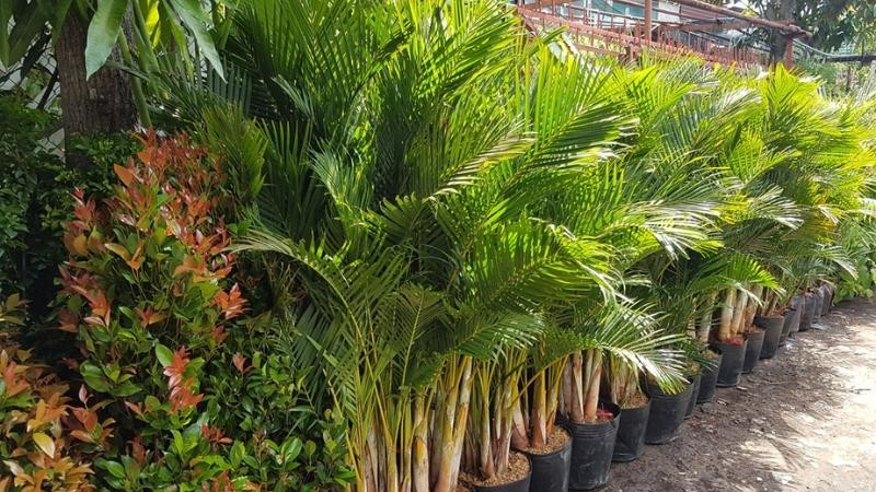  Cây cau không chỉ đóng vai trò như một biểu tượng của sự giàu có mà còn giúp làm mới không khí, đem lại cảm giác mát mẻ và sảng khoái cho ngôi nhà của bạn. 