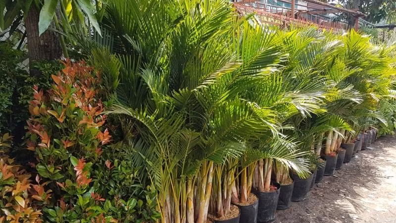  Cây cau không chỉ đóng vai trò như một biểu tượng của sự giàu có mà còn giúp làm mới không khí, đem lại cảm giác mát mẻ và sảng khoái cho ngôi nhà của bạn. 