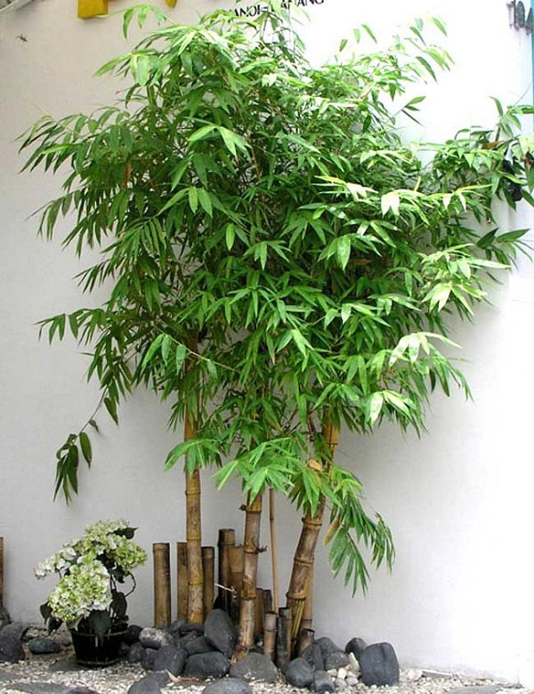  Chúng được cho là sở hữu khả năng mang lại sự hòa bình và cân bằng, góp phần tạo nên một không gian sống hài hòa và yên tĩnh. 