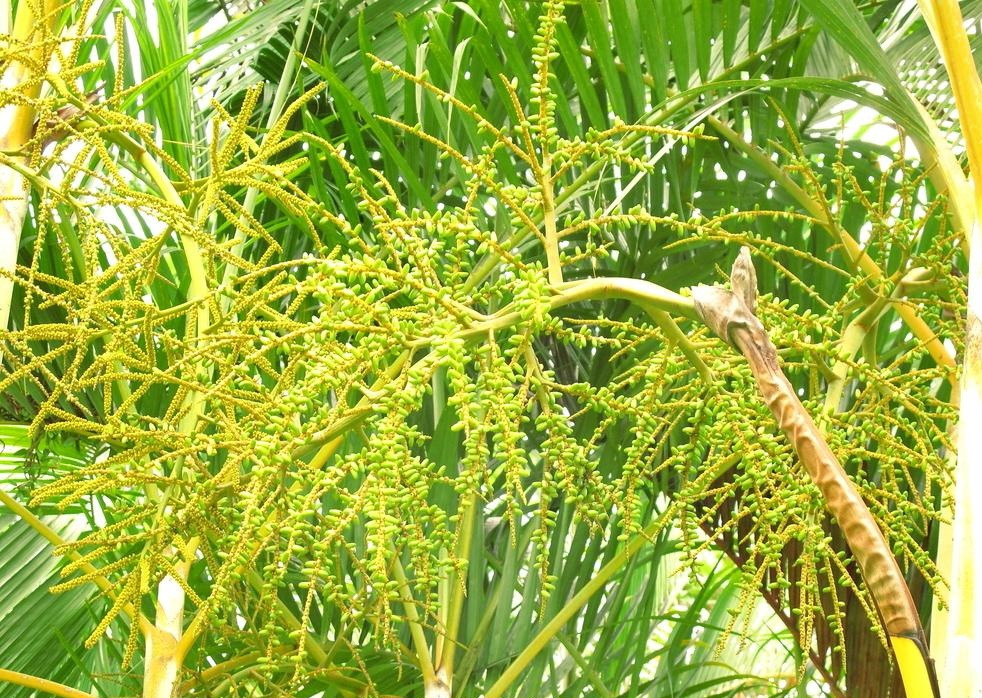  3 loại cây mang may mắn, tài lộc cho gia đình. Cây cau cảnh: Khi đứng trước quyết định lựa chọn cây phù hợp để trồng trước cửa nhà, bạn có thể xem xét cây cau cảnh. Đây là loại cây thường được liên kết với việc mang lại may mắn và sự thịnh vượng. 