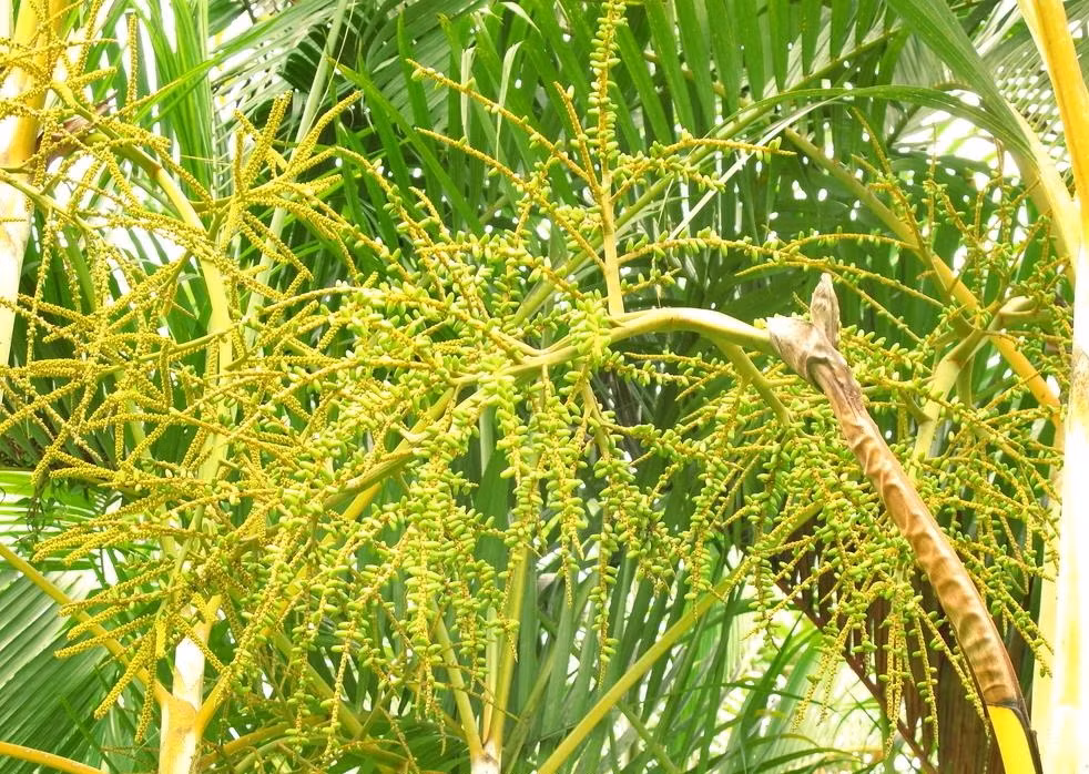  3 loại cây mang may mắn, tài lộc cho gia đình. Cây cau cảnh: Khi đứng trước quyết định lựa chọn cây phù hợp để trồng trước cửa nhà, bạn có thể xem xét cây cau cảnh. Đây là loại cây thường được liên kết với việc mang lại may mắn và sự thịnh vượng. 