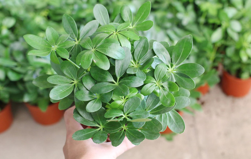  Đặt cây ngũ gia bì ở khu vực ngay cửa vào ngôi nhà không chỉ thu hút vận may và tạo điều kiện cho những thuận lợi trong đời sống của gia đình mà còn giúp loại bỏ năng lượng tiêu cực. Hơn nữa, cây này còn được biết đến với khả năng làm sạch không gian sống, đem lại không khí sạch và tươi mới. (*Thông tin chỉ mang tính tham khảo, chiêm nghiệm).