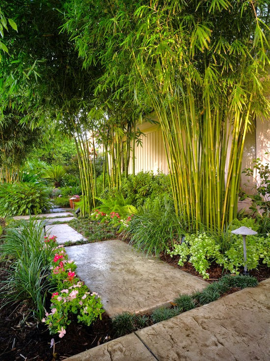  Cây tre, trúc cảnh: Nếu bạn đang tìm kiếm loại cây để trồng ở khu vực cửa vào nhà mình với mục đích hóa giải tà khí, cây tre hoặc cây trúc là lựa chọn tuyệt vời theo quan điểm của phong thủy. 