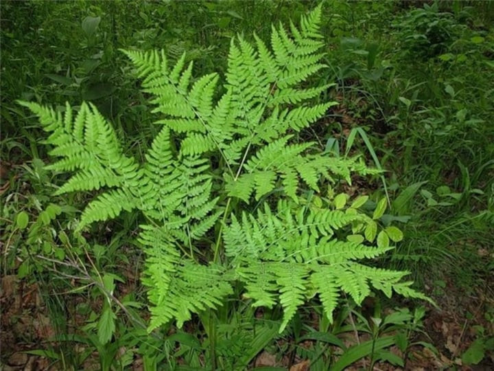 Bên cạnh đó, cây dương xỉ phát triển tốt nhất trong điều kiện ẩm ướt, điều này đòi hỏi sự chăm sóc cẩn thận và vệ sinh thường xuyên để tránh ảnh hưởng không tốt đến sức khỏe của người trong nhà.