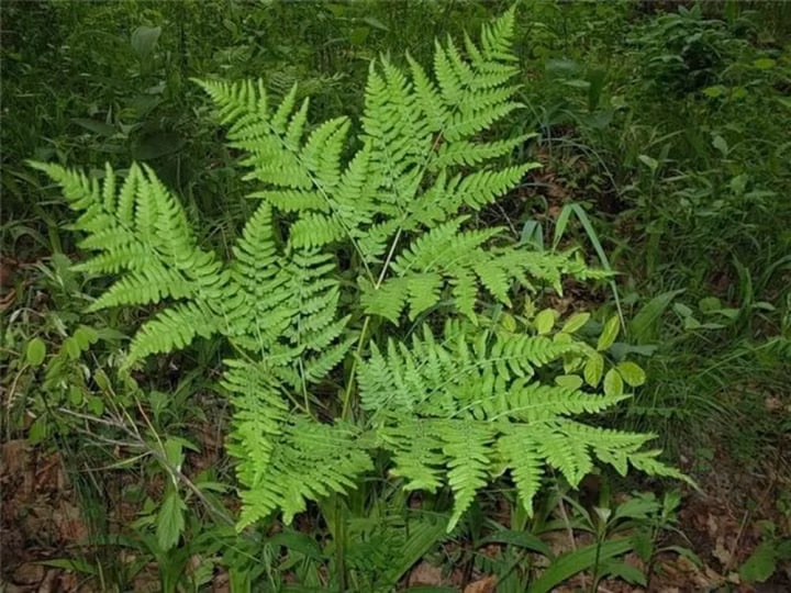 Bên cạnh đó, cây dương xỉ phát triển tốt nhất trong điều kiện ẩm ướt, điều này đòi hỏi sự chăm sóc cẩn thận và vệ sinh thường xuyên để tránh ảnh hưởng không tốt đến sức khỏe của người trong nhà.