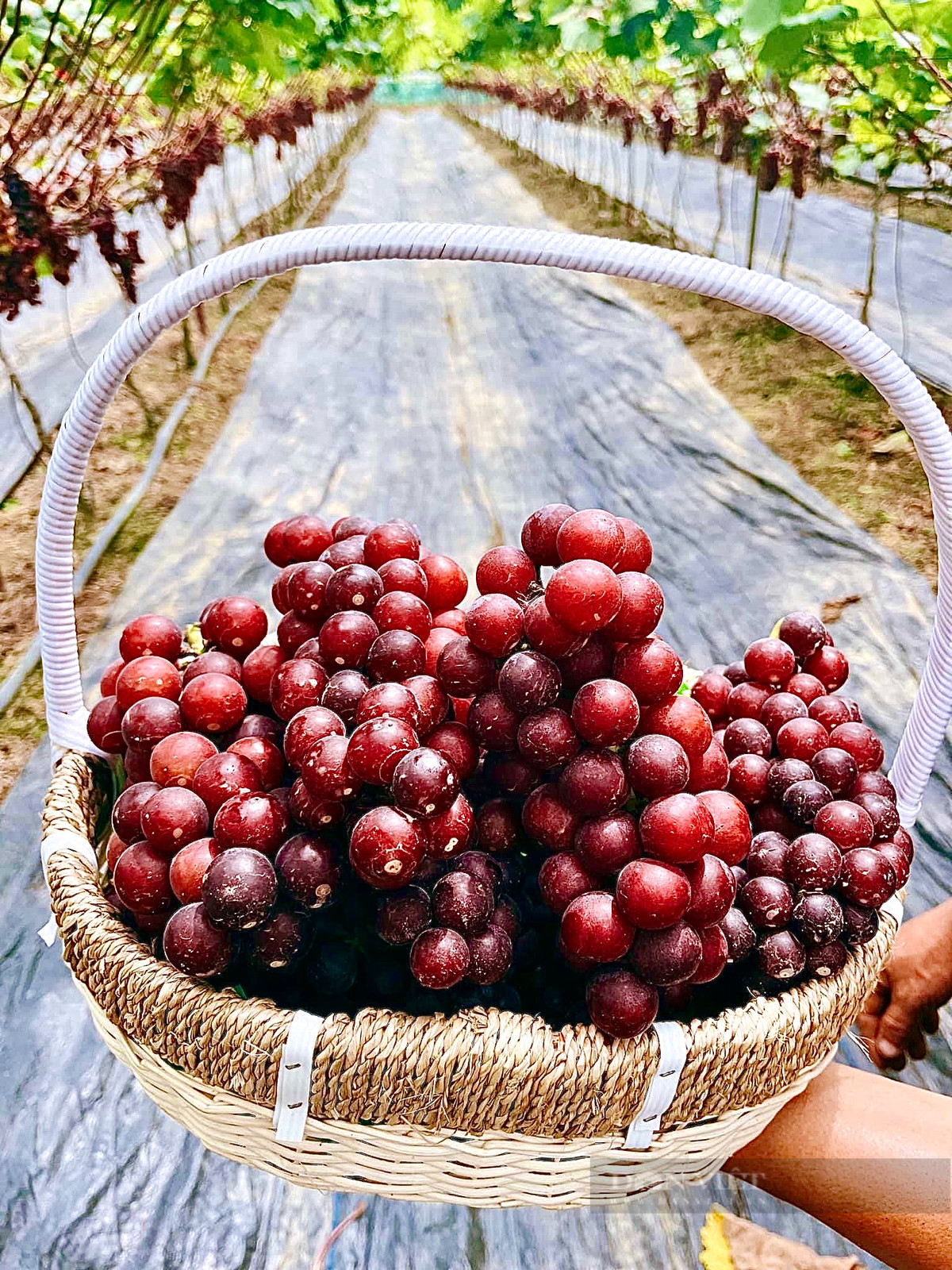 Vuon trong thu day leo, treo chi chit qua ngon o Vinh Phuc-Hinh-5