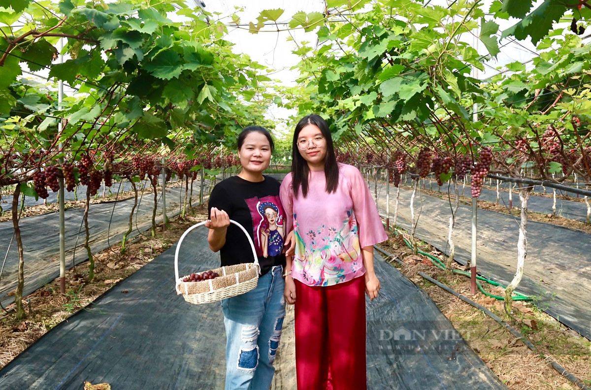 Vuon trong thu day leo, treo chi chit qua ngon o Vinh Phuc-Hinh-2