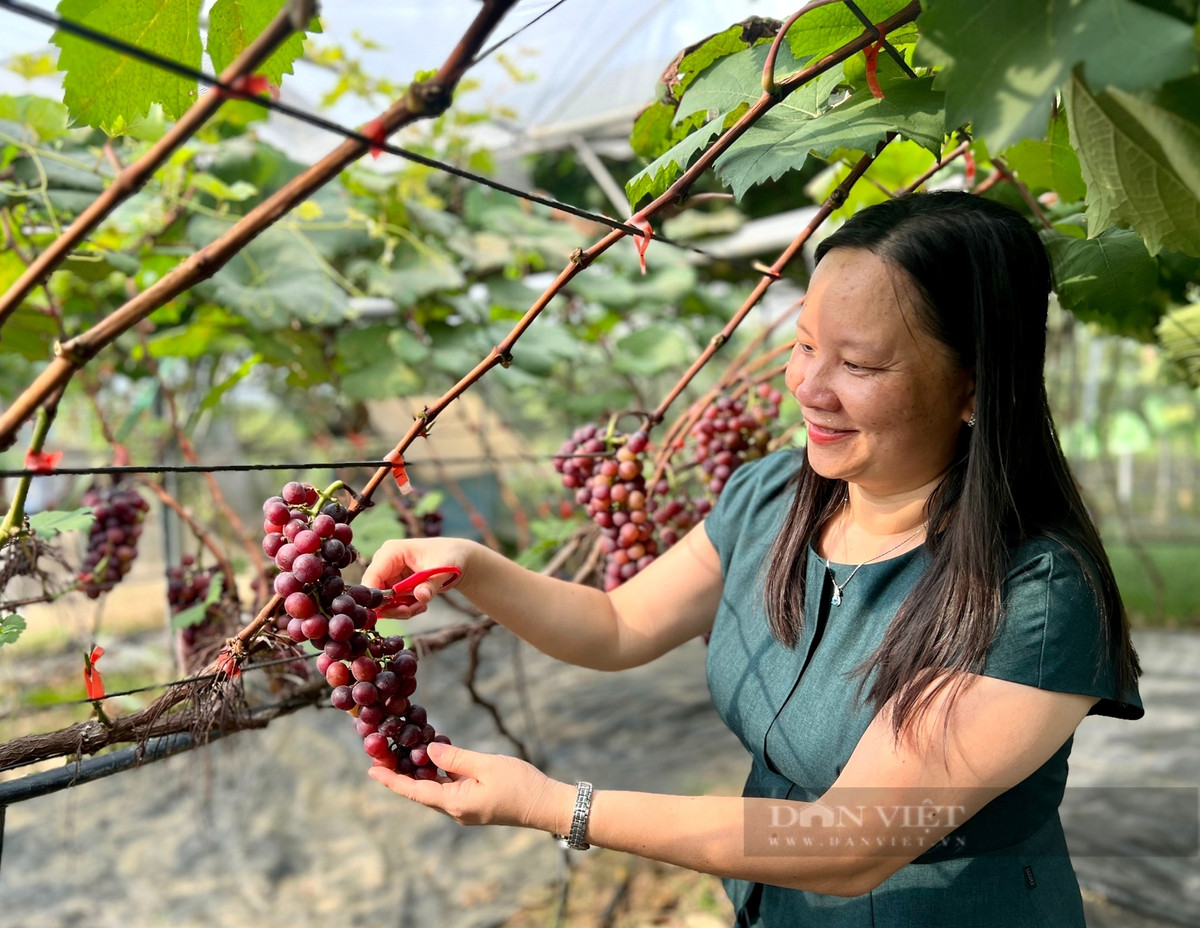 Vuon trong thu day leo, treo chi chit qua ngon o Vinh Phuc-Hinh-7