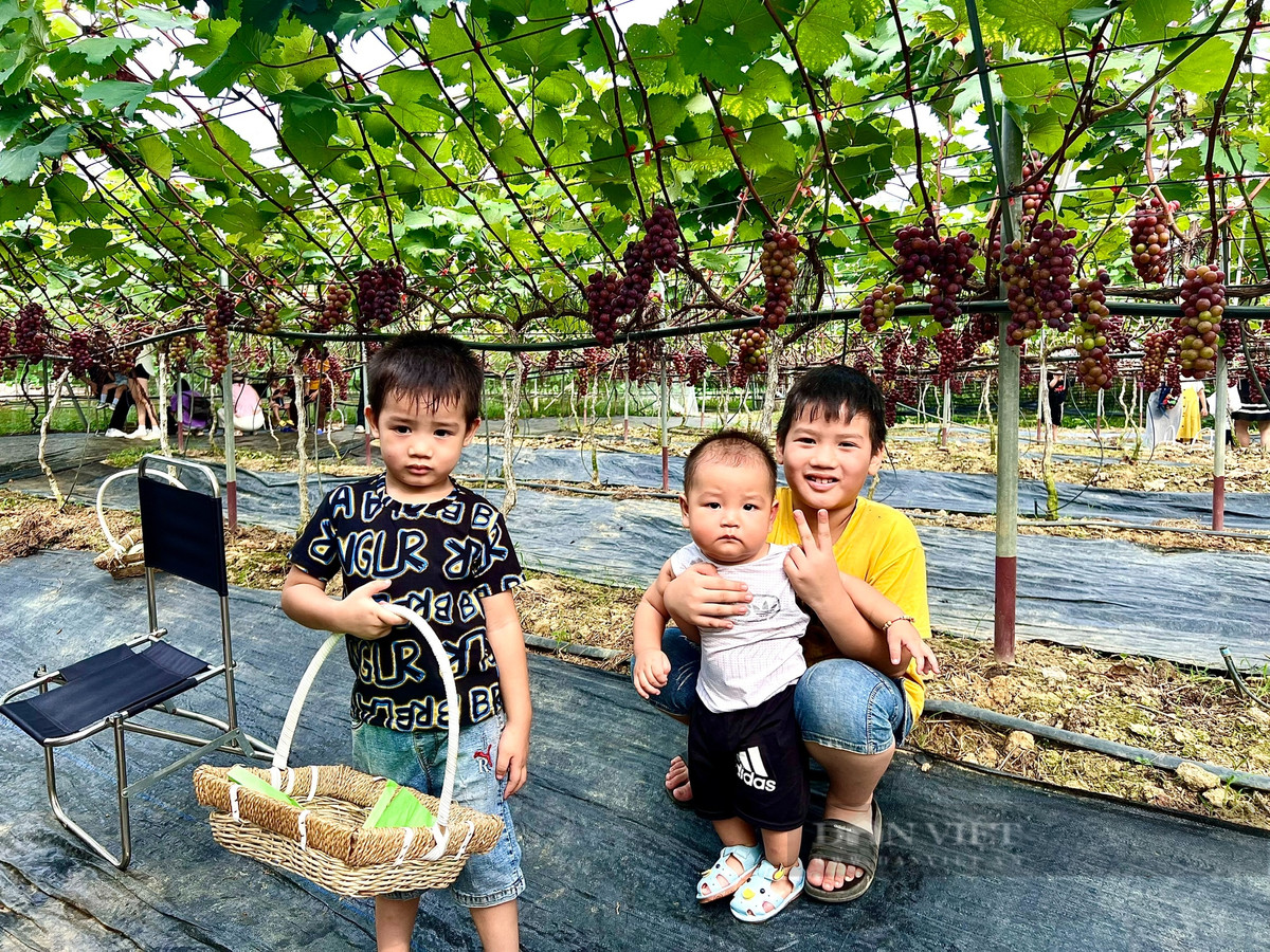 Vuon trong thu day leo, treo chi chit qua ngon o Vinh Phuc-Hinh-3