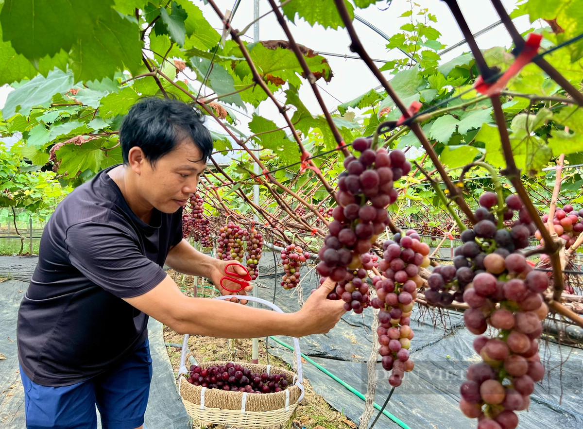 Vuon trong thu day leo, treo chi chit qua ngon o Vinh Phuc