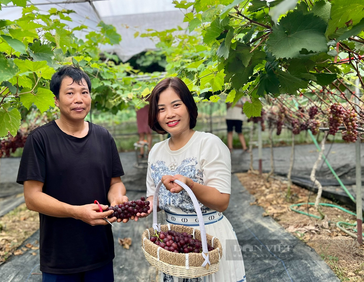 Vuon trong thu day leo, treo chi chit qua ngon o Vinh Phuc-Hinh-6