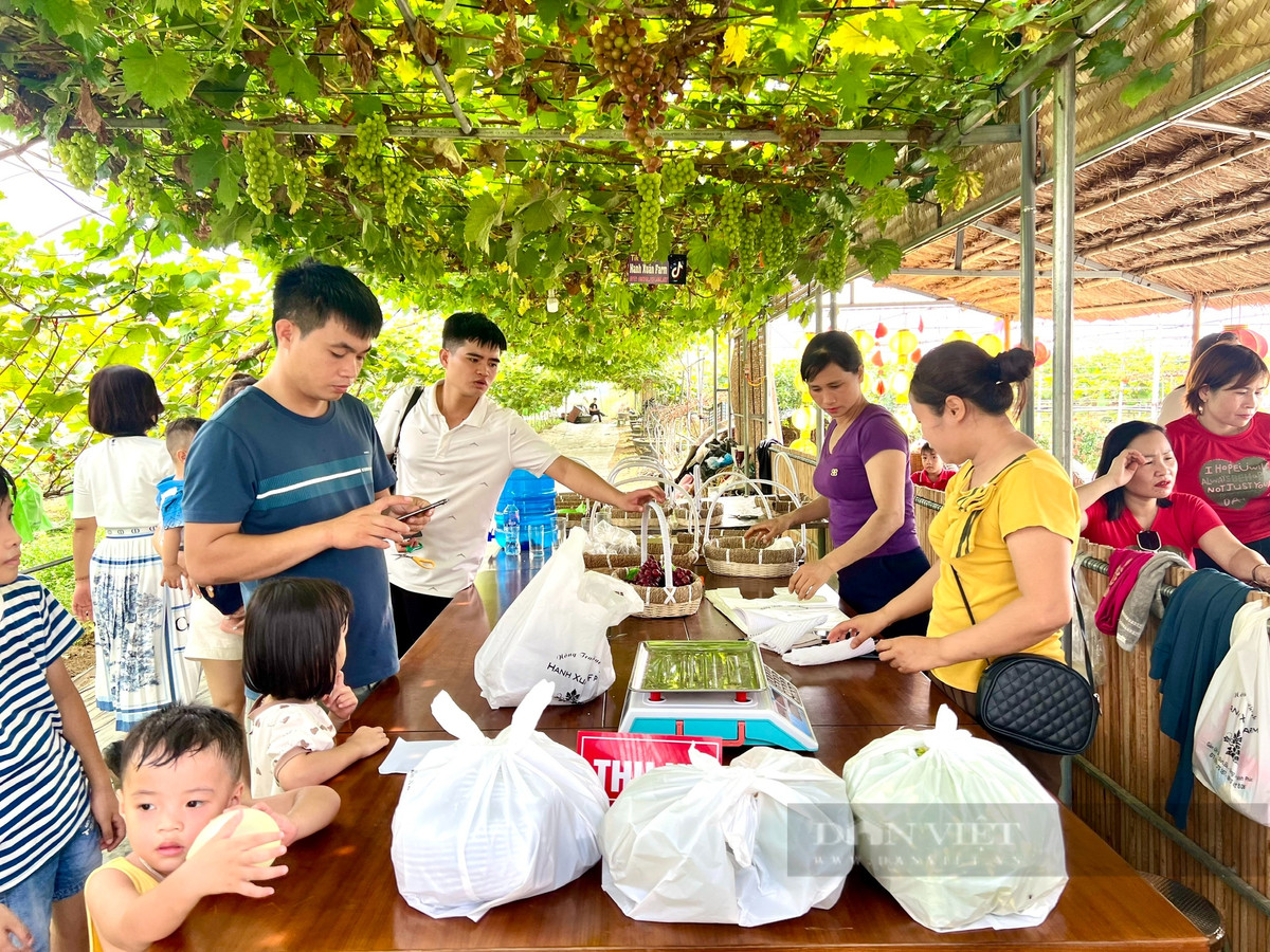 Vuon trong thu day leo, treo chi chit qua ngon o Vinh Phuc-Hinh-4