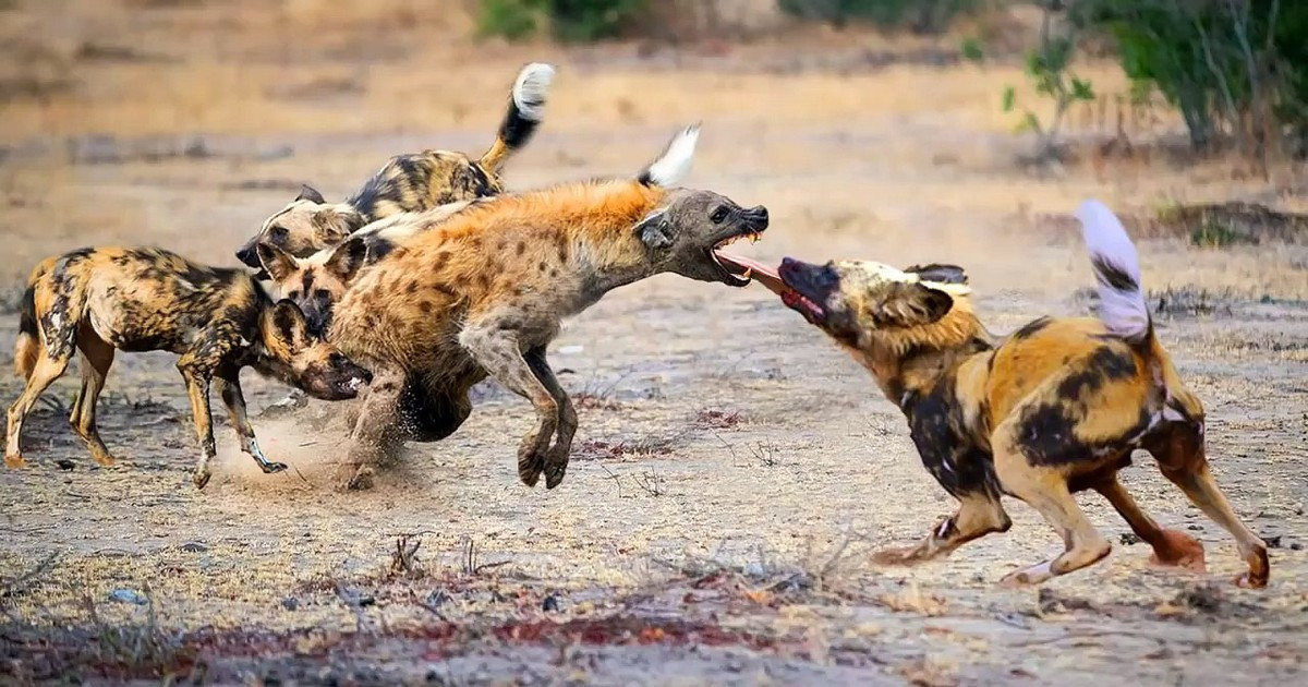  Trong thời kỳ khủng hoảng, một miếng thức ăn cứu hộ có thể khiến linh cẩu trung thành với người châu Phi. Sau khi thuần hóa, linh cẩu sẽ hợp tác với người châu Phi biểu diễn trên đường phố để kiếm khẩu phần ăn cho riêng mình.