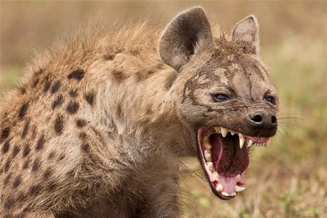  Đáng nói chúng là một trong những loài động vật bị ghét nhất trên thế giới với sự máu lạnh và tàn nhẫn kinh hoàng. Khi đói, những con linh cẩu thậm chí còn ăn thịt đồng loại, thậm chí là những con non.