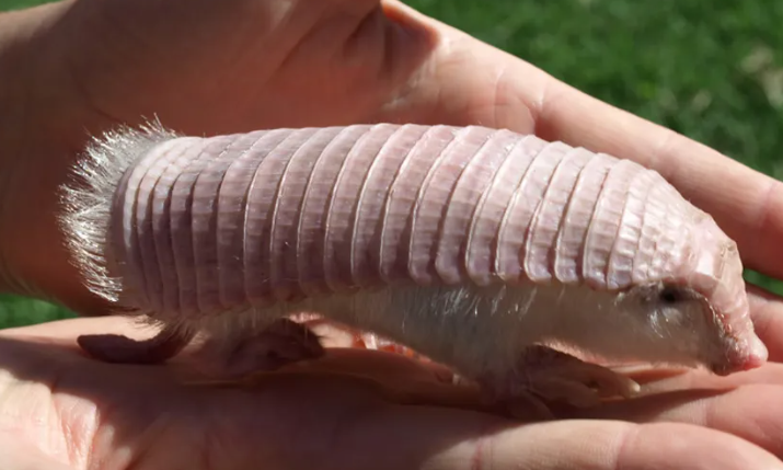 Có hơn 20 loài tatu còn sống đến ngày nay, nhưng trong số đó có một loài nổi bật vì vô số lý do. Chú tatu tiên màu hồng là loài tatu nhỏ nhất thế giới nhưng sự kỳ lạ không dừng lại ở đó.