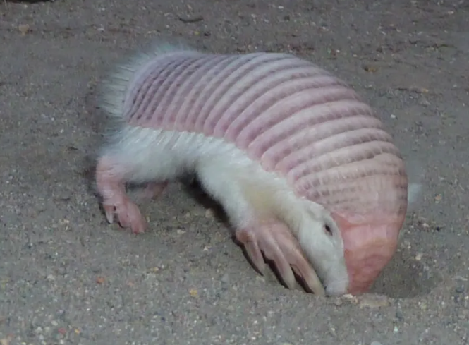  Superina đã gặp những nàng tiên màu hồng còn sống trong quá trình giải cứu và chúng tôi đã trò chuyện với cô ấy để tìm hiểu thêm về những sinh vật bất thường và khó nắm bắt này.