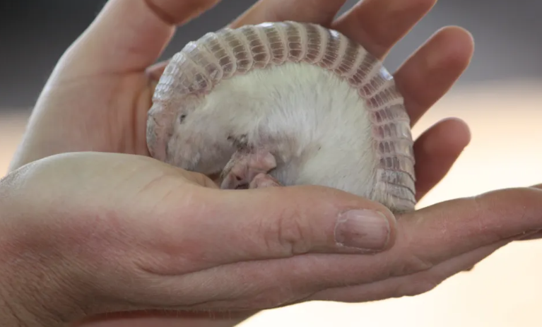 Chúng hoàn toàn thích nghi với cuộc sống dưới lòng đất – đó không phải là những đặc điểm bạn cần để tồn tại trên mặt đất. Vì vậy, chẳng hạn, chúng đi trên đầu của các móng trước dài và hai chân sau quay vào trong – vị trí của hai chân sau giúp chúng ổn định hơn khi đào bằng các móng trước dài, nhưng không thực tế lắm khi đi bộ.