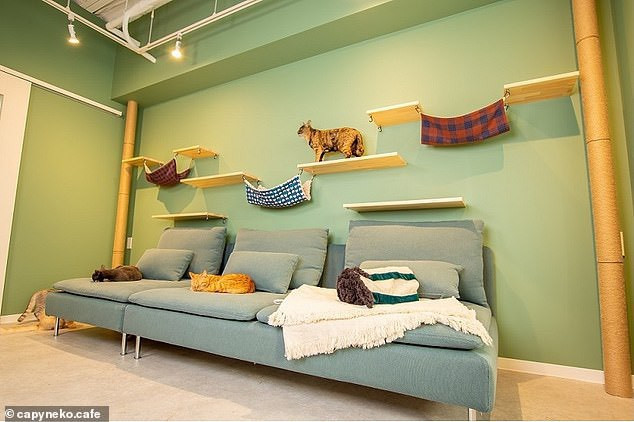 Quan ca phe Nhat hut khach nho nhung con chuot khong lo-Hinh-5