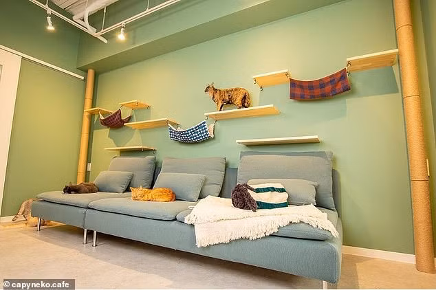 Quan ca phe Nhat hut khach nho nhung con chuot khong lo-Hinh-5