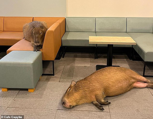 Quan ca phe Nhat hut khach nho nhung con chuot khong lo-Hinh-3