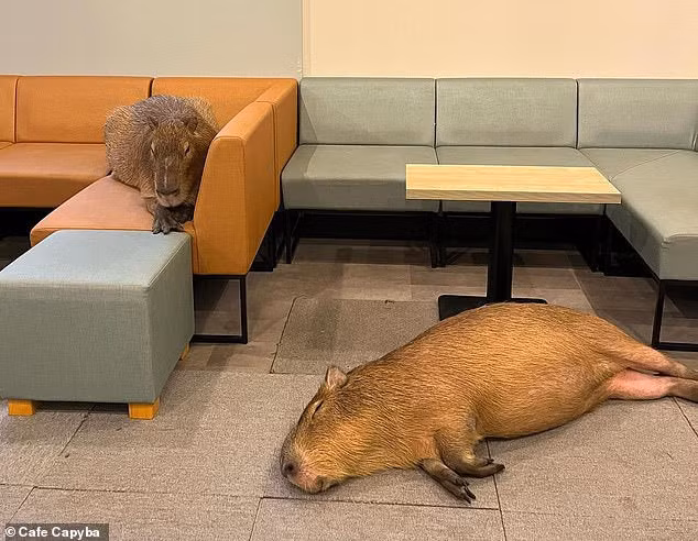 Quan ca phe Nhat hut khach nho nhung con chuot khong lo-Hinh-3