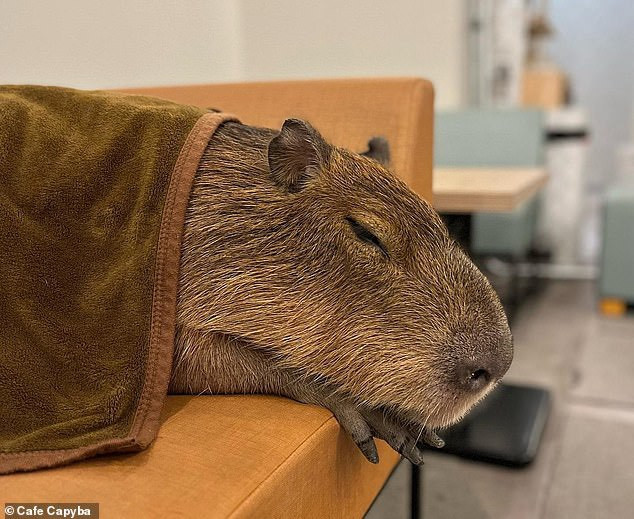 Quan ca phe Nhat hut khach nho nhung con chuot khong lo-Hinh-2