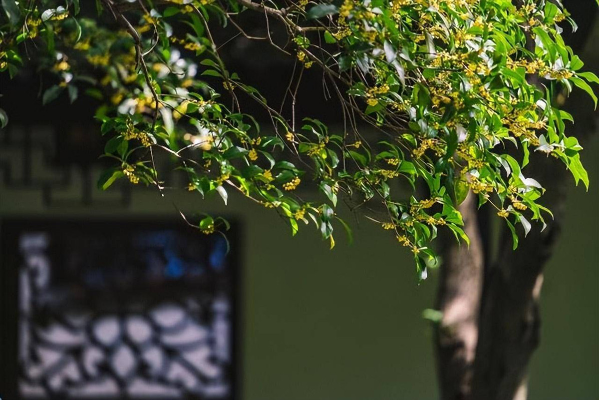 Hoa mai rất thích nghi với đất và có thể phát triển tốt miễn là đất có hệ thống thoát nước tốt. Nếu hoa mai muốn phát triển tốt có thể sử dụng đất mềm. Trộn đất mốc lá, đất cát, đất ủ phân theo tỷ lệ nhất định rồi bón vào đất để hoa mai phát triển tốt hơn. 