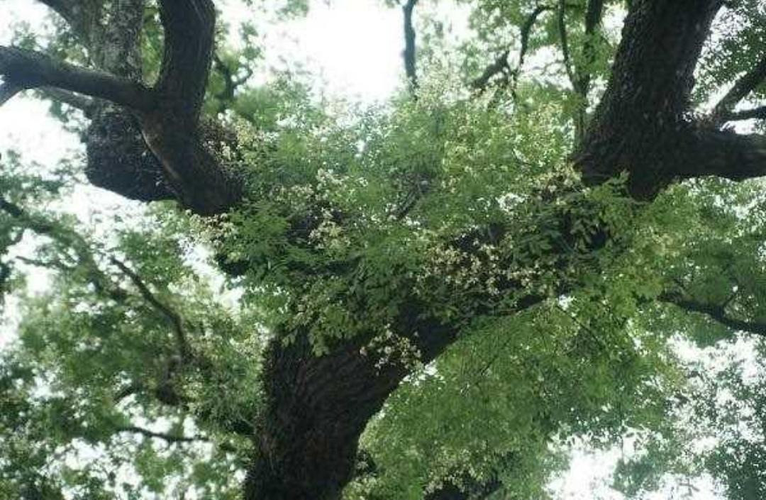 Khi trồng cây hòe trước cửa, bạn có thể chọn một số cây có vóc dáng vừa phải để trồng và không trồng quá sát nhà. Nguyên nhân là cây hòe lâu năm sẽ có vóc dáng lớn, cành lá rậm rạp, che ánh sáng vào nhà, điều này không tốt cho phong thủy.