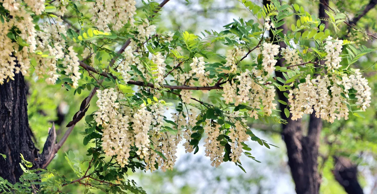  Cây cảnh này thường được trồng trước nhà để vừa lấy bóng mát vừa lấy hoa, vừa có thể giúp gia chủ gặp nhiều may mắn, tài lộc, dễ thăng quan tiến chức. Không chỉ là đường công danh, tài vận mà cây cảnh này còn mang lại nhiều may mắn về sức khỏe, cầu mong con cái đến với mình. Đó là lý do tại sao nhiều người xưa cho rằng đốn hạ cây hòe già thì phước lành sẽ không còn nữa.