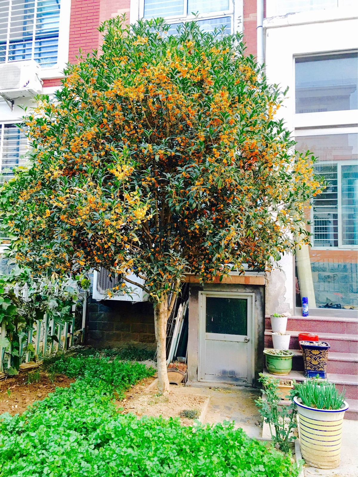 Mộc hương thơm ngọt cũng rất chiêu tài, gọi lộc nên càng được nhiều người ưa thích. Cây cảnh này thường được trồng ở sân nhưng nó cũng có thể được trồng trong chậu đặt ở phòng khách.