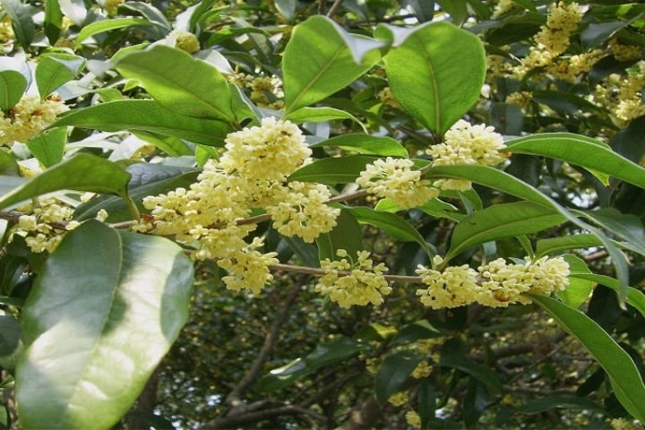 Vào thời xa xưa, mộc hương là loại cây mà người xưa nhất định phải trồng trong vườn thượng uyển. Khi kết hợp với cây mộc lan, cây tây phủ hải đường, hoa mẫu đơn, hoa mộc hương mang lại sự giàu có, thịnh vượng. Loài hoa này còn có thể dùng làm rượu quế, trà quế, bánh quế. Nó không chỉ thơm, ngọt mà còn rất bổ dưỡng. 