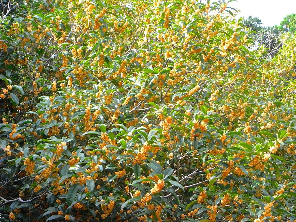 Mộc hương thích môi trường ấm áp, nhiệt độ thích hợp để cây phát triển cần nằm trong khoảng từ 14 đến 28 độ C. Vào mùa đông, cây cảnh này có thể sống sót qua mùa đông một cách suôn sẻ ở nhiệt độ khoảng âm 10 độ C. 