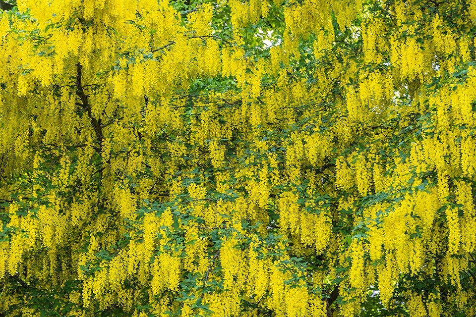 Kim tước là loài cây tuyệt đẹp với hàng trăm, hàng ngàn chuỗi hoa dài màu vàng tươi, rực rỡ, có mùi thơm, dài 25-50cm vào cuối mùa xuân. Những bông hoa đẹp rực rỡ của nó là biểu trưng cho cái tên của loại cây này: Dây chuyền vàng. 