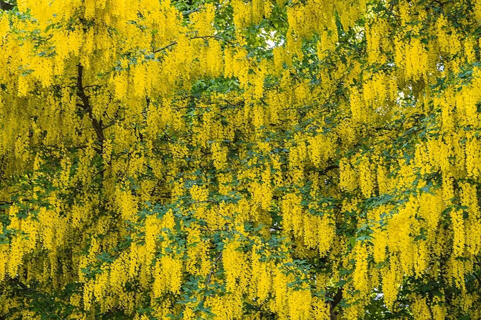 Kim tước là loài cây tuyệt đẹp với hàng trăm, hàng ngàn chuỗi hoa dài màu vàng tươi, rực rỡ, có mùi thơm, dài 25-50cm vào cuối mùa xuân. Những bông hoa đẹp rực rỡ của nó là biểu trưng cho cái tên của loại cây này: Dây chuyền vàng. 