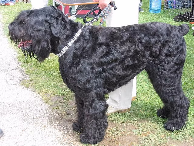  Loài chó này không có nguồn gốc tự nhiên mà được câu lạc bộ kiểm soát quân sự Sao Đỏ tạo ra vào những năm 1940 bằng việc lai gần 20 loài chó lại với nhau.