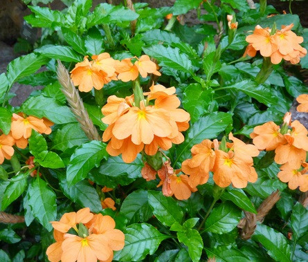 Cây hỏa hoàng có thời gian ra hoa dài, hoa đẹp, nổi bật nên có giá trị làm cảnh cao. Cây cảnh này thích hợp để làm cảnh, trang trí công viên, nơi công cộng, vườn nhà. Nơi nào có hoa hỏa hoàng khoe sắc, nơi đó như bừng lên ánh sáng rực rỡ, làm cho người xung quanh cũng cảm thấy hân hoan.