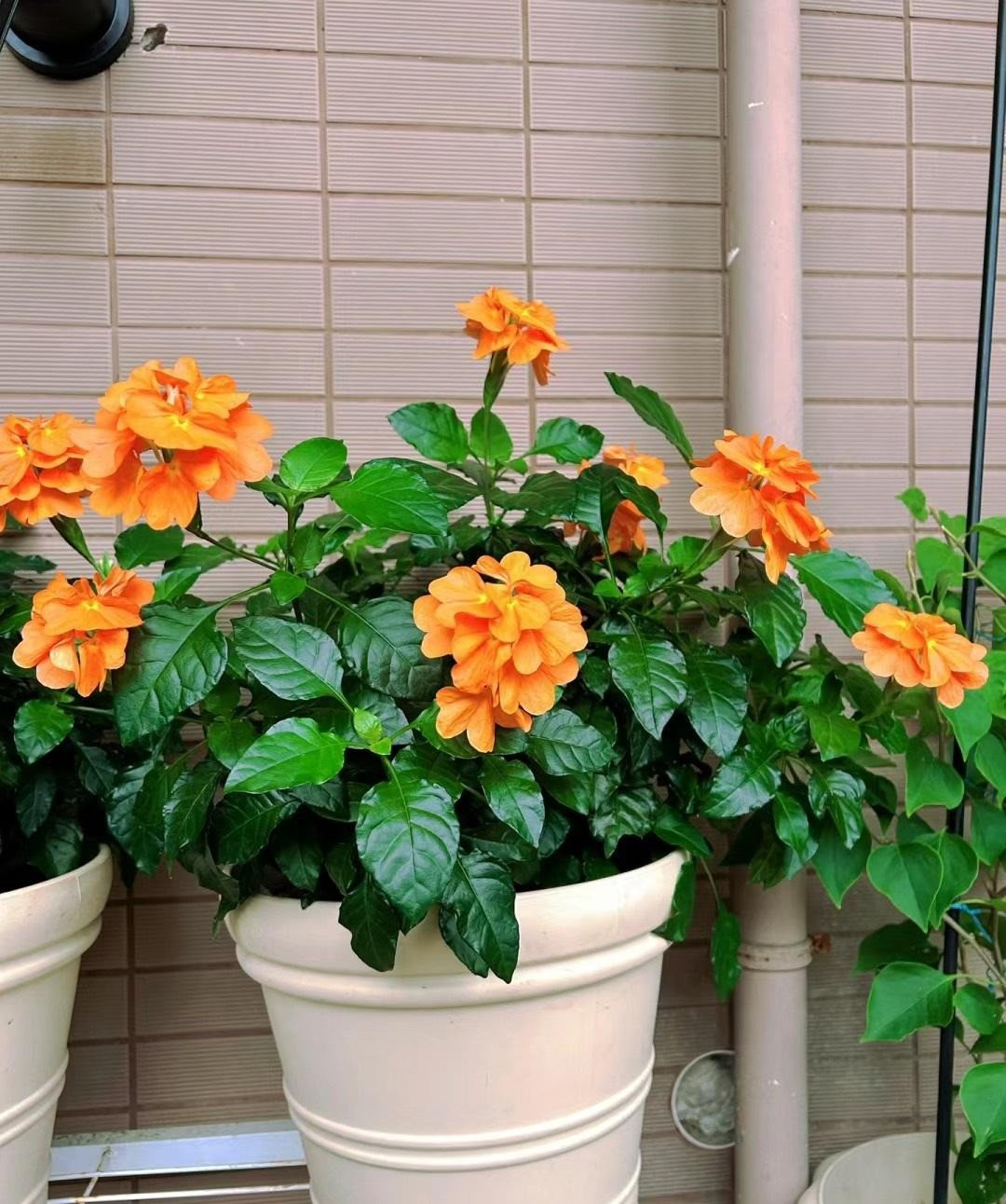  Ngoài ra, thành phần trong cây hỏa hoàng còn được tận dụng làm thuốc trừ sâu tự nhiên. Dân gian hay dùng nhựa hoặc nước lá giã nát để bôi vào khu vực cây bị sâu phá hoại.