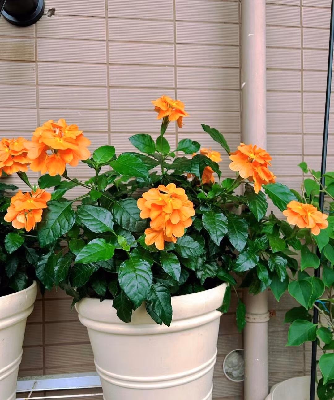  Ngoài ra, thành phần trong cây hỏa hoàng còn được tận dụng làm thuốc trừ sâu tự nhiên. Dân gian hay dùng nhựa hoặc nước lá giã nát để bôi vào khu vực cây bị sâu phá hoại.